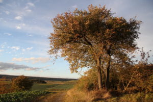 Herbst