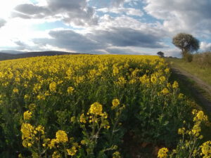 Frühling