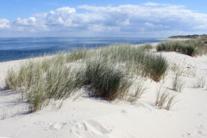 Ellenbogen auf Sylt