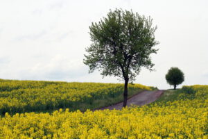 Baum im Frühling