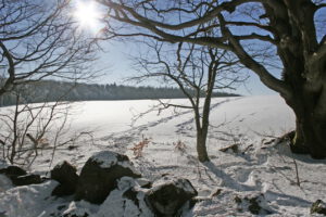 Baum im Winter