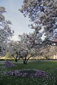 Magnolienpark beim Hauptbahnhof Würzburg