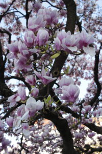 Detail-Aufnahme: Magnolie