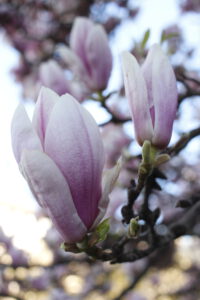 Detail-Aufnahme: Magnolienblüte