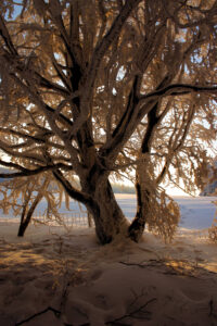 Von der Abendsonne angestrahlter Baum am Kreuzberg